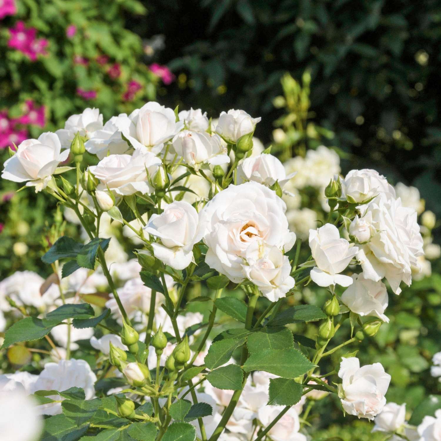 Ruusu 'White Cover'